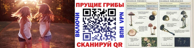 Купить где  Череповец  Галлюциногенные грибы прущие грибы 